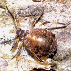 Cinara cedri